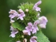 Andorn (Marrubium vulgare) in der Antiken Apotheke