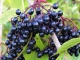 Holunder in der Antiken Apotheke: Natürliche Heilkräfte von Sambucus nigra