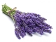 Lavendel in der Antiken Apotheke – Heilpflanze mit Wirkung
