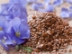 Lein (Flachs): Anwendungen und Wirkung aus der der Antiken Apotheke
