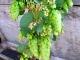 Hopfen: Natürliches Mittel für Nerven, Schlaf und Verdauung