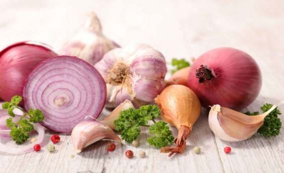 Phytonzide und Immunsystem – lebenswichtig, aber lange unerkannt