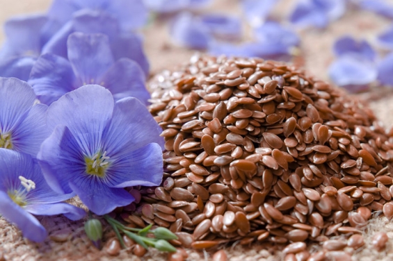 Lein (Flachs): Anwendungen und Wirkung aus der der Antiken Apotheke