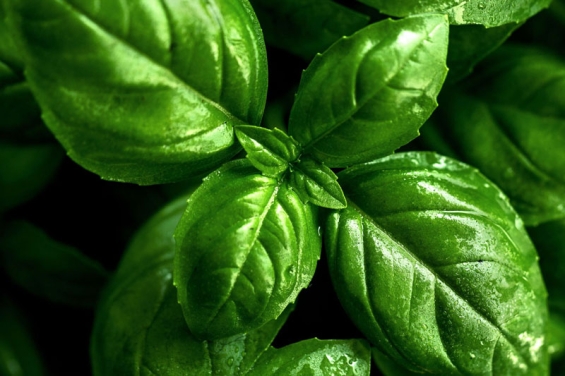 Gesund mit Basilikum: Die unterschätzte Kraft einer alten Heilpflanze