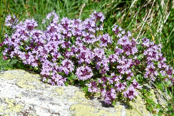 Feldthymian gegen Husten, Rheuma und Stress: Quendel neu entdecken