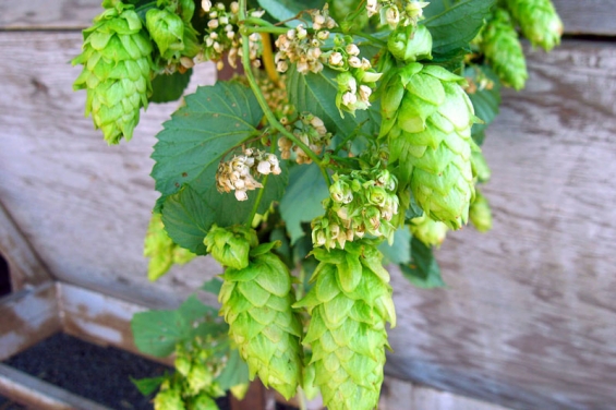 Hopfen: Natürliches Mittel für Nerven, Schlaf und Verdauung