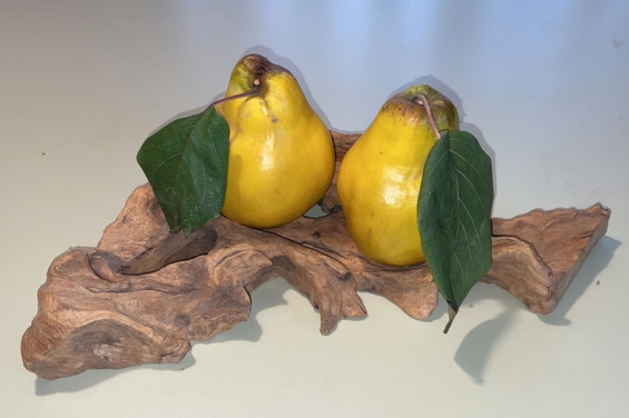 Quitte (Cydonia oblonga): Heilpflanze der Antike Apotheke