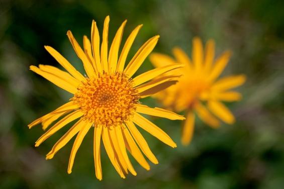 Arnika in der Antiken Apotheke: Traditionelle Anwendungen und überlieferte Heilwirkungen