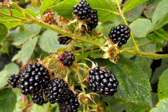 Brombeerblätter und Früchte: Medizinische Bedeutung in der Antike Apotheke