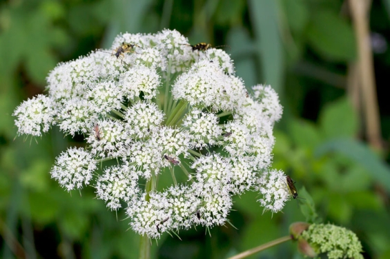 Angelica archangelica: Wirkung und Nutzung der Engelwurz in der historischen Heilkunde