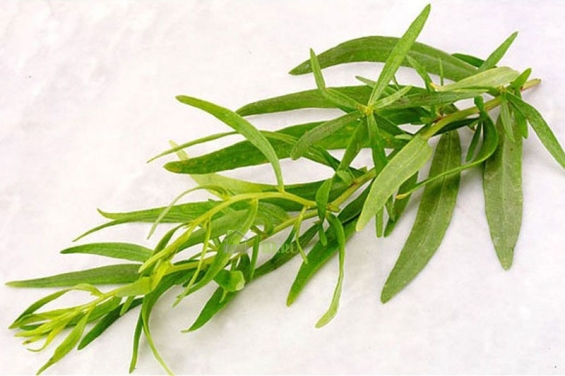 Estragon und seine Wirkung: Heiltradition und moderne Anwendungen