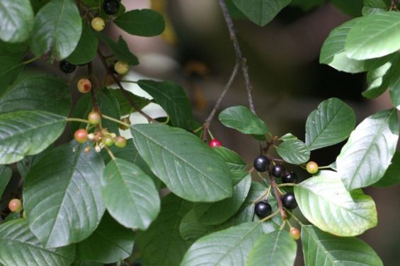 Faulbaumrinde als Naturheilmittel: Historische Nutzung in der Antiken Apotheke