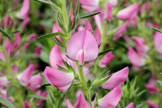 Hauhechel-Wurzel und ihre Bedeutung in der antiken Heilkunst