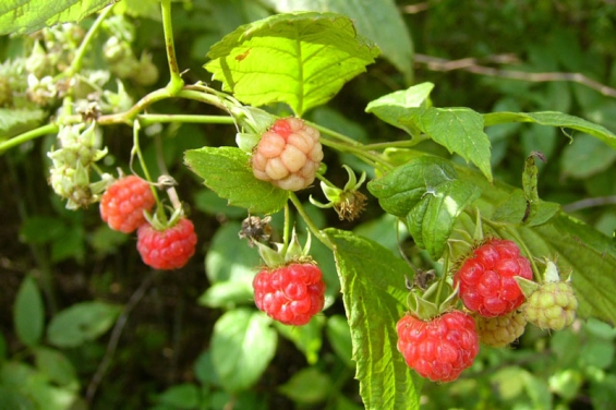 Himbeere in der Pflanzenheilkunde: Was sagt die Wissenschaft?