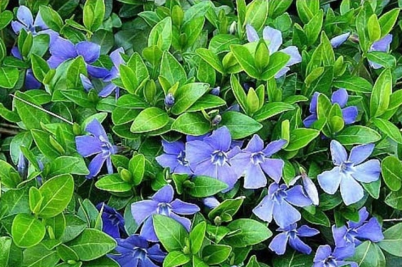 Immergrün als Heilpflanze der Antike – Traditionelle Anwendungen von Vinca minor