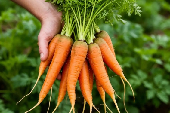 Karotte und Gesundheit: Was wissenschaftlich belegt ist – und was nicht