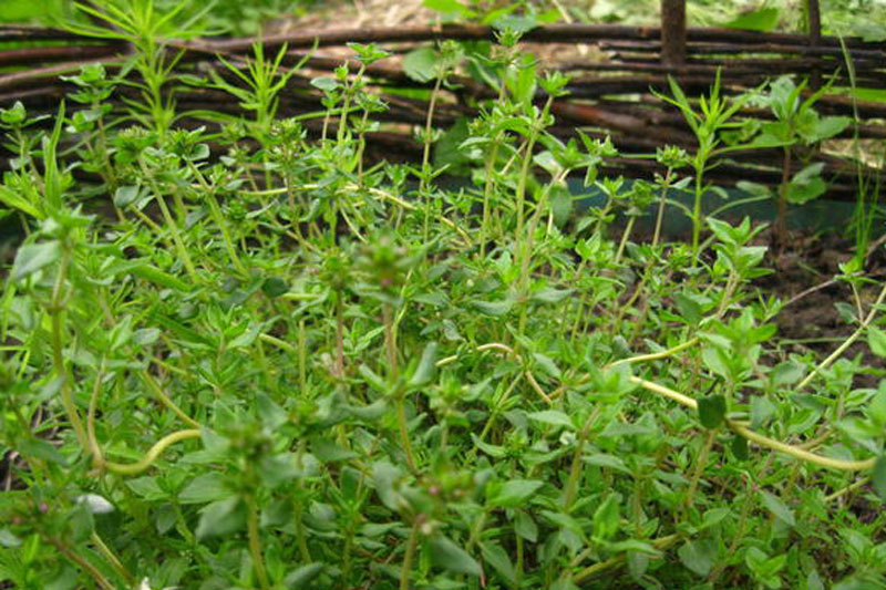 Bohnenkraut Diabetes