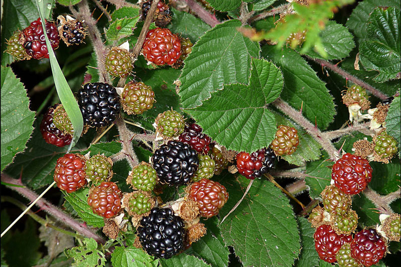 Durchfallmittel Heiserkeit