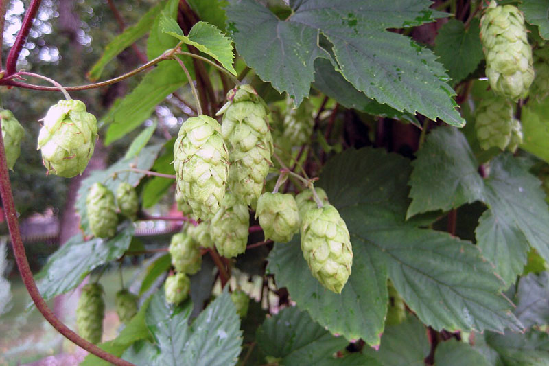 Hopfen