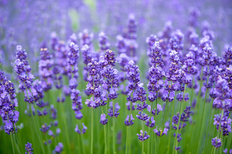 Lavendel