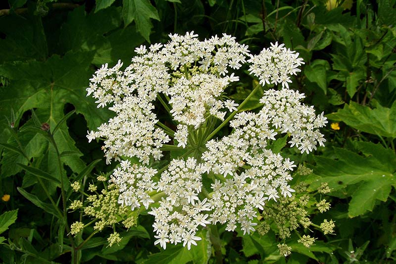 Wiesen-Bärenklau